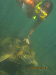 Galapagos sea turtle